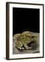 Amietophrynus Garmani (Garman's Toad)-Paul Starosta-Framed Photographic Print