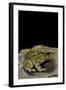 Amietophrynus Garmani (Garman's Toad)-Paul Starosta-Framed Photographic Print