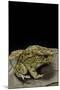 Amietophrynus Garmani (Garman's Toad)-Paul Starosta-Mounted Photographic Print