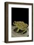 Amietophrynus Garmani (Garman's Toad)-Paul Starosta-Framed Photographic Print