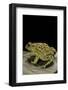 Amietophrynus Garmani (Garman's Toad)-Paul Starosta-Framed Photographic Print