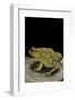 Amietophrynus Garmani (Garman's Toad)-Paul Starosta-Framed Photographic Print
