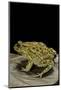 Amietophrynus Garmani (Garman's Toad)-Paul Starosta-Mounted Photographic Print