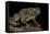 Amietophrynus Regularis (African Toad, Egyptian Toad)-Paul Starosta-Framed Stretched Canvas