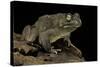 Amietophrynus Regularis (African Toad, Egyptian Toad)-Paul Starosta-Stretched Canvas