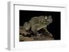 Amietophrynus Regularis (African Toad, Egyptian Toad)-Paul Starosta-Framed Photographic Print