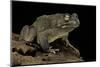 Amietophrynus Regularis (African Toad, Egyptian Toad)-Paul Starosta-Mounted Photographic Print