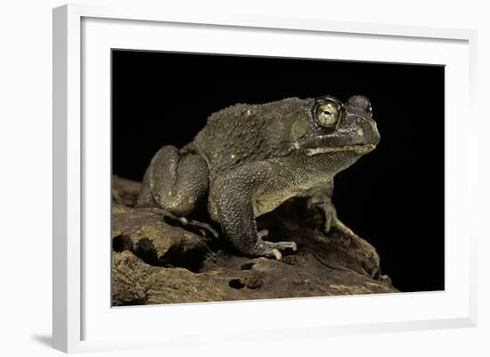 Amietophrynus Regularis (African Toad, Egyptian Toad)-Paul Starosta-Framed Photographic Print