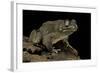 Amietophrynus Regularis (African Toad, Egyptian Toad)-Paul Starosta-Framed Photographic Print