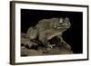 Amietophrynus Regularis (African Toad, Egyptian Toad)-Paul Starosta-Framed Photographic Print