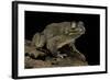 Amietophrynus Regularis (African Toad, Egyptian Toad)-Paul Starosta-Framed Photographic Print