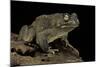 Amietophrynus Regularis (African Toad, Egyptian Toad)-Paul Starosta-Mounted Photographic Print