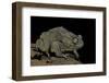 Amietophrynus Regularis (African Toad, Egyptian Toad)-Paul Starosta-Framed Photographic Print