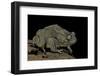 Amietophrynus Regularis (African Toad, Egyptian Toad)-Paul Starosta-Framed Photographic Print