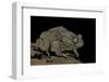 Amietophrynus Regularis (African Toad, Egyptian Toad)-Paul Starosta-Framed Photographic Print