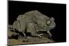 Amietophrynus Regularis (African Toad, Egyptian Toad)-Paul Starosta-Mounted Photographic Print