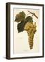 Amigne Grape-A. Kreyder-Framed Giclee Print