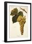 Amigne Grape-A. Kreyder-Framed Giclee Print