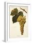 Amigne Grape-A. Kreyder-Framed Giclee Print