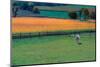 Amish Country-Steven Maxx-Mounted Photographic Print