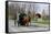 Amish Horse and Carriage-Delmas Lehman-Framed Stretched Canvas