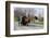 Amish Horse and Carriage-Delmas Lehman-Framed Photographic Print