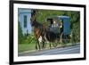 Amish in a carriage, Pennsylvania, USA-null-Framed Art Print
