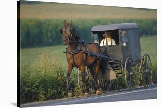 Amish man in typical coach, Pennsylvania, USA-null-Stretched Canvas