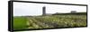 Amish tobacco field being harvested near Platteville, Grant County, Wisconsin, USA-null-Framed Stretched Canvas