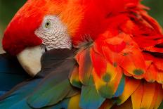 THE SCARLET MACAW IS A Large, COLORFUL MACAW IT IS NATIVE TO HUMID EVERGREEN FORESTS IN THE AMERICA-Ammit Jack-Photographic Print