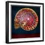 Ammonite, Doreé et Verte, 2022, (oil on canvas)-Lee Campbell-Framed Giclee Print