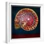 Ammonite, Doreé et Verte, 2022, (oil on canvas)-Lee Campbell-Framed Giclee Print