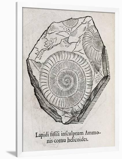 Ammonite Fossil, 16th Century-Middle Temple Library-Framed Photographic Print