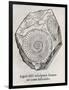 Ammonite Fossil, 16th Century-Middle Temple Library-Framed Photographic Print