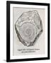 Ammonite Fossil, 16th Century-Middle Temple Library-Framed Photographic Print