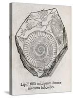 Ammonite Fossil, 16th Century-Middle Temple Library-Stretched Canvas