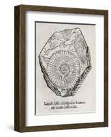 Ammonite Fossil, 16th Century-Middle Temple Library-Framed Photographic Print