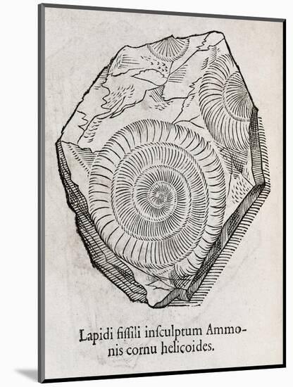 Ammonite Fossil, 16th Century-Middle Temple Library-Mounted Photographic Print