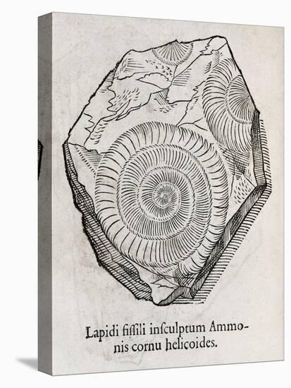 Ammonite Fossil, 16th Century-Middle Temple Library-Stretched Canvas