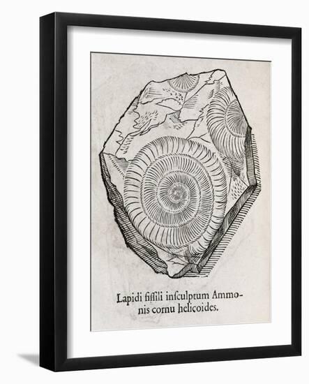 Ammonite Fossil, 16th Century-Middle Temple Library-Framed Photographic Print