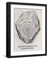 Ammonite Fossil, 16th Century-Middle Temple Library-Framed Photographic Print