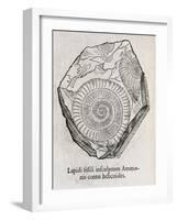 Ammonite Fossil, 16th Century-Middle Temple Library-Framed Photographic Print