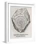 Ammonite Fossil, 16th Century-Middle Temple Library-Framed Photographic Print