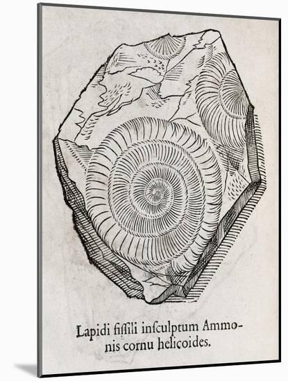 Ammonite Fossil, 16th Century-Middle Temple Library-Mounted Photographic Print