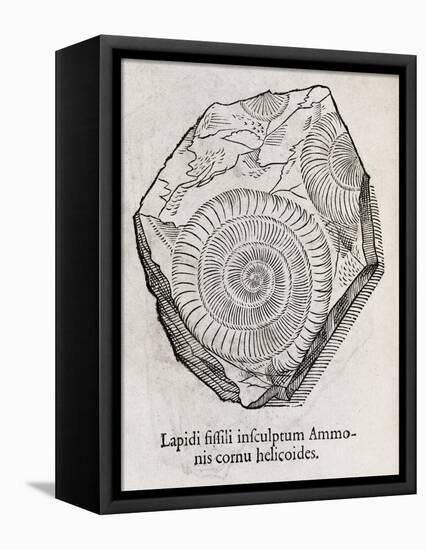 Ammonite Fossil, 16th Century-Middle Temple Library-Framed Stretched Canvas