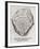 Ammonite Fossil, 16th Century-Middle Temple Library-Framed Photographic Print