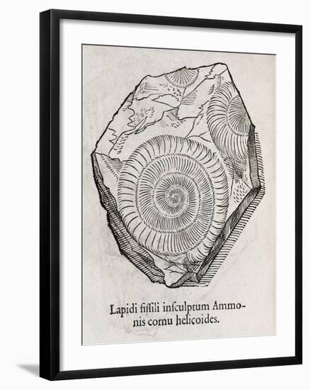 Ammonite Fossil, 16th Century-Middle Temple Library-Framed Photographic Print