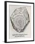 Ammonite Fossil, 16th Century-Middle Temple Library-Framed Photographic Print