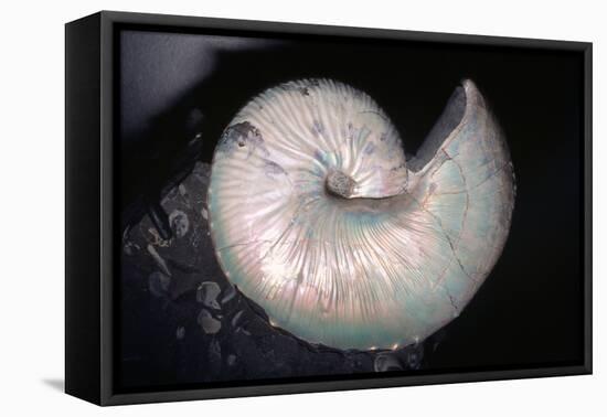 Ammonite Fossil Cretaceous Period 110 MYA-null-Framed Stretched Canvas