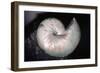 Ammonite Fossil Cretaceous Period 110 MYA-null-Framed Photographic Print